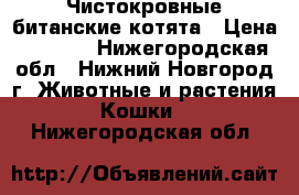 Чистокровные битанские котята › Цена ­ 2 500 - Нижегородская обл., Нижний Новгород г. Животные и растения » Кошки   . Нижегородская обл.